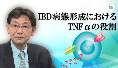 IBD病態形成におけるTNFαの役割